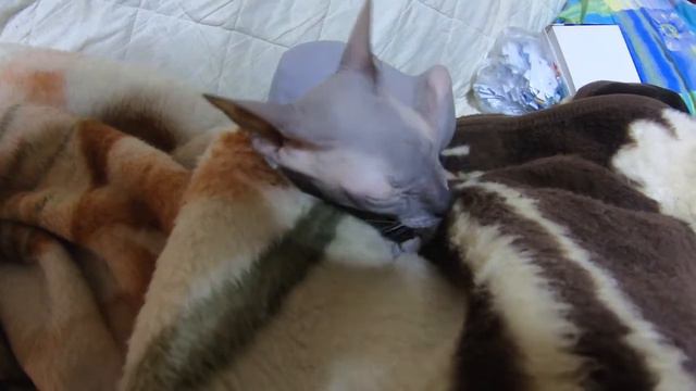 Кожаный кот лижет плед смотреть онлайн
