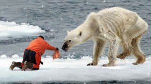Эти Животные звали на помощь | Попробуй Не Заплакать | Лучшие Моменты Спасения Животных ч.3