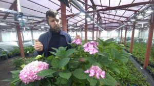 Гортензии Эндлесс саммер ор-л и Твист шот. Endless summer original. Endless summer twist-n-shout