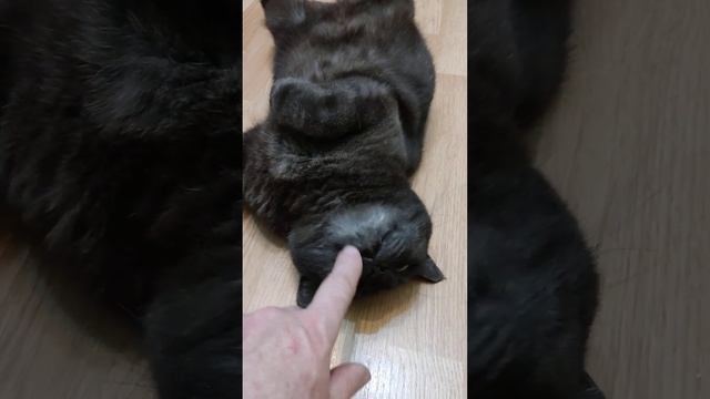 милый кот Трюфель смотреть онлайн