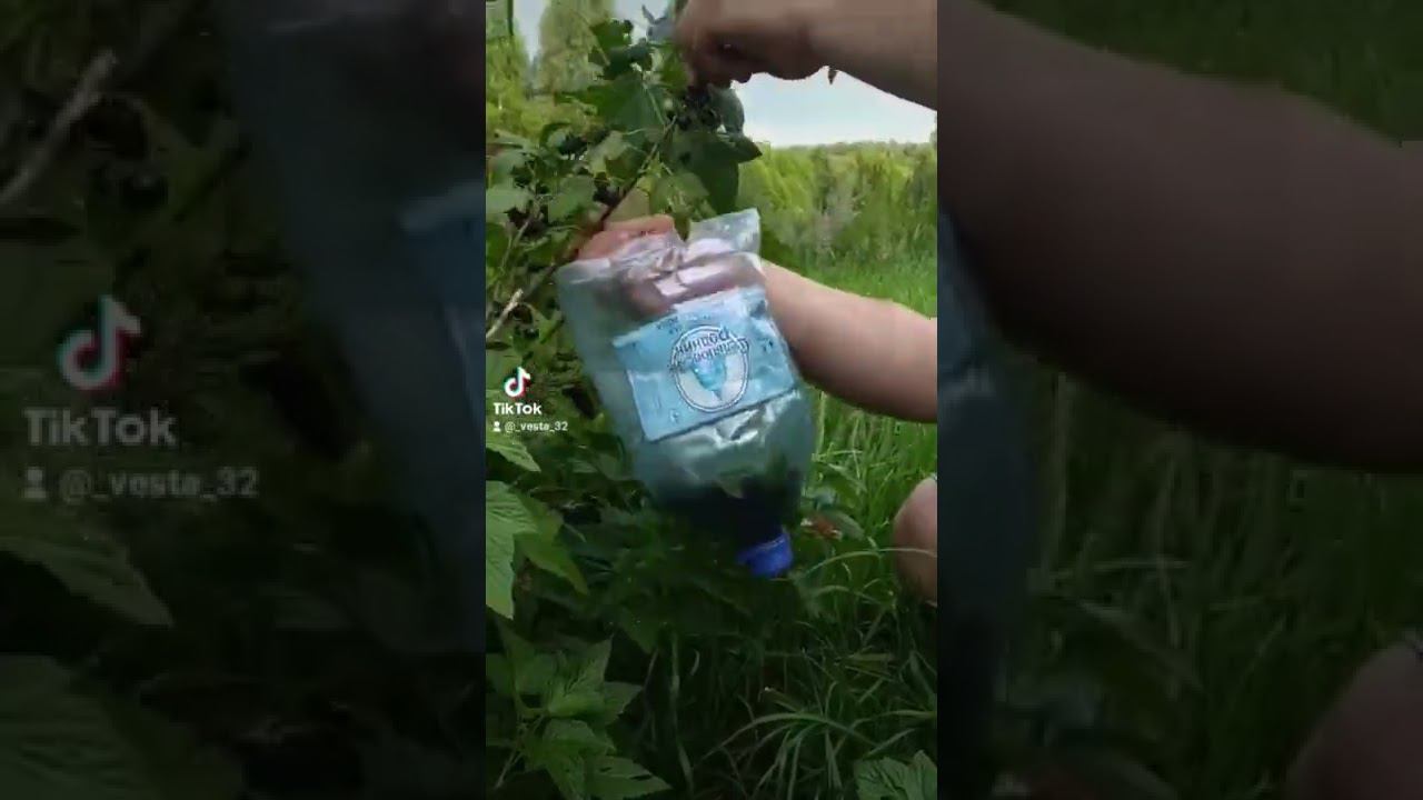 лайфхак как легко собирать ягоды смородину