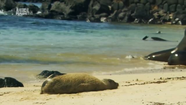 Галапагосские острова. Galapagos Islands. смотреть онлайн