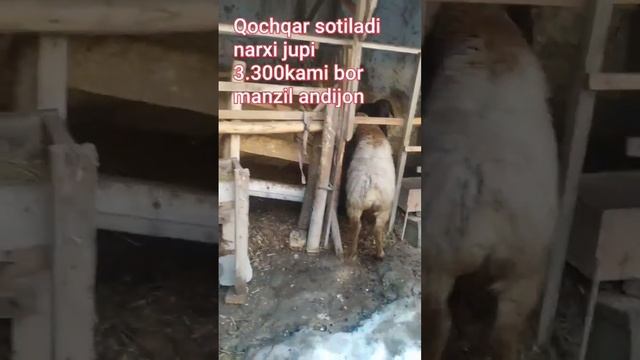 киргизистон бешкек??✅?КУЧКОР ?✅?йоши,,7 ,8,ойлик ☎️☎️☎️+998334264950 смотреть онлайн