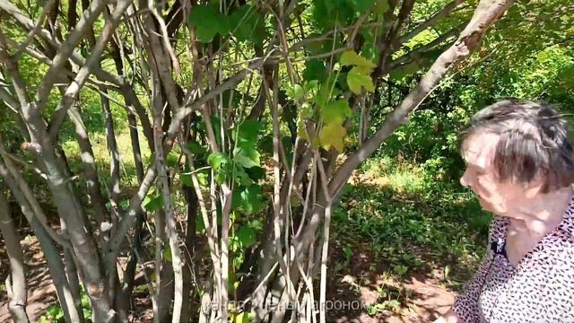 Калина.  Правильная и неправильная обрезка.