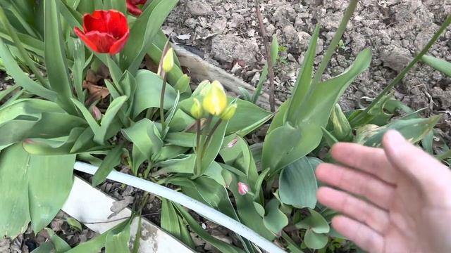 Выходные на даче . Сажаю цветы , готовлю салат , обзор теплиц . смотреть онлайн