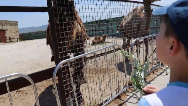 Любимая колючка верблюдам. Парк львов Тайгаган. Белогорск. Крым. смотреть онлайн