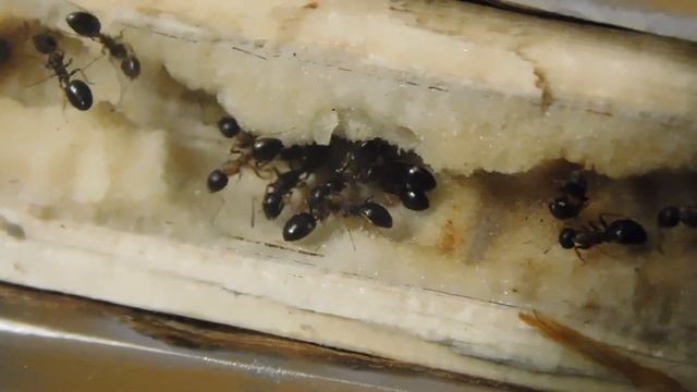 DES FOURMIS FRANCAISES RARES !! °Dolichoderus quadripunctatus° [HD/Fr] смотреть онлайн