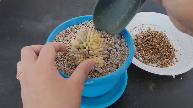 Repotting Korean succulents | Echeveria Mebina Var #echeveria #다육식물 #다육이 смотреть онлайн