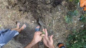 Наживка на сома. Медведка. Капустянка. Gryllotalpa. Как поймать медведку.