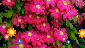 Клематис гибридный Хоши-но-фламенко. Краткий обзор, описание clematis Hoshi-no-flamenco