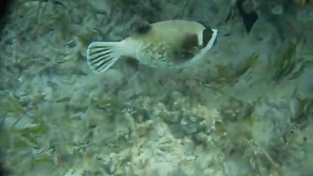 Tetraodontidae — Иглобрюхие Снорклинг остров Тобия Tobia Island смотреть онлайн