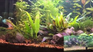 Фитолампа в аквариуме. Полный спектр.  Заключительный отчет