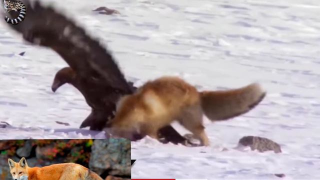 ЧТОБЫ ЖИТЬ Нужно ДРАТЬСЯ и Надо БОРОТЬСЯ За ЖИЗНЬ . Жестокие СХВАТКИ Между ЖИВОТНЫМИ