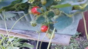 Ранняя клубника в контейнере. Урожай без грядок.