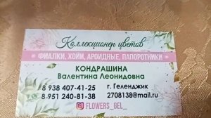 Комнатные цветы. Выставка в Краснодаре.