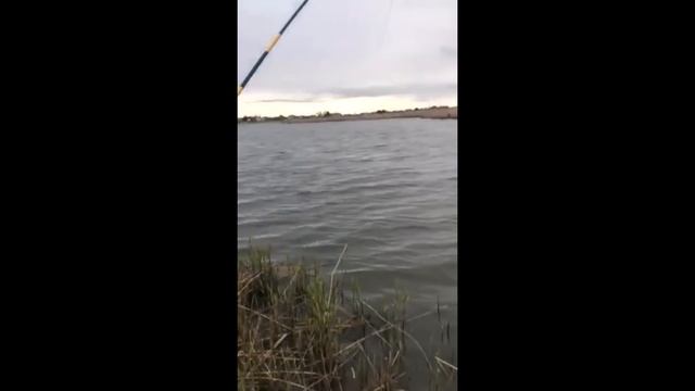 ВОТ ЭТО ЛАПТИ! КАРАСЬ ТО ПОКЛЕВЫВАЕТ. Рыбалка на поплавочную удочку! смотреть онлайн