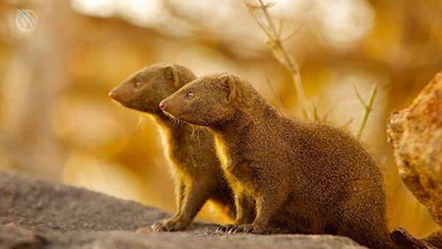 CARACAL ─ A High-Jumping Bird Hunter King of The Flop! Caracal vs Jackals and birds смотреть онлайн