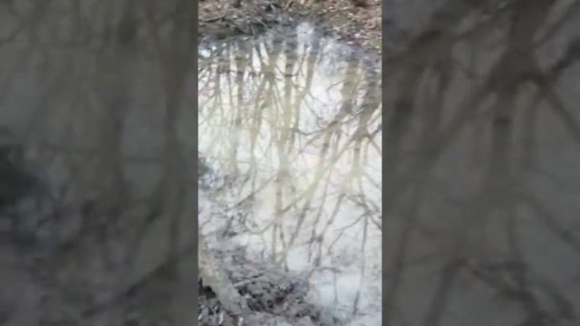 Грязевая ванна кабанов! смотреть онлайн