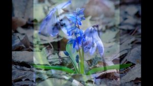 Рассказ для детей: ПОДСНЕЖНИК