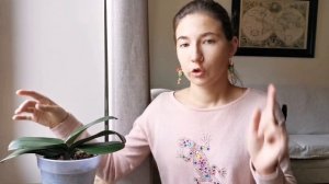 Отломился ЦВЕТОНОС у орхидеи: что делать?