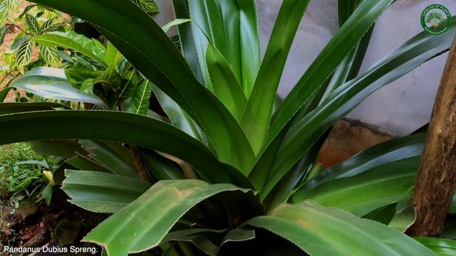 Pandanus Dubius Spreng. | Ornamental Shrubs & Trees | ?? Panama |