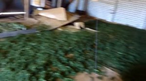 Измельчение крапивы для сушки