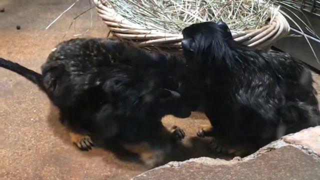 Один день из жизни зоопарка смотреть онлайн