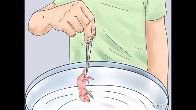 Змеи для начинающих террариумистов смотреть онлайн