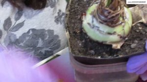 Почему не цветёт ГИППЕАСТРУМ. Боремся с КРАСНЫМ ОЖОГОМ.