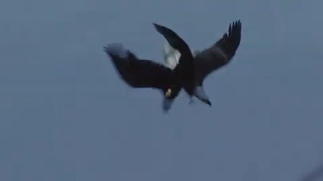 ухаживания белоголового орлана смотреть онлайн