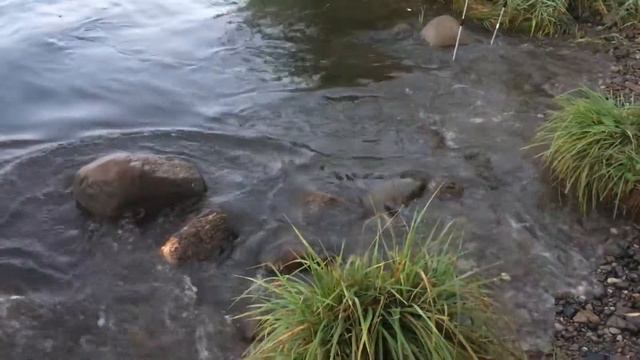 Рыбалка на Прегольском канале смотреть онлайн