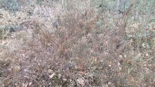 Багульник природный антисептик смотреть онлайн