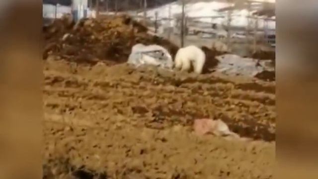 Белый медведь на юге Таймырского полуострова смотреть онлайн