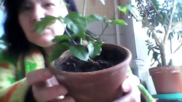 Жасмин комнатный ( многоцветковый). смотреть онлайн