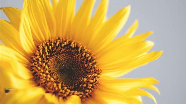 Илиотропион. Книга 5. Глава 9 смотреть онлайн