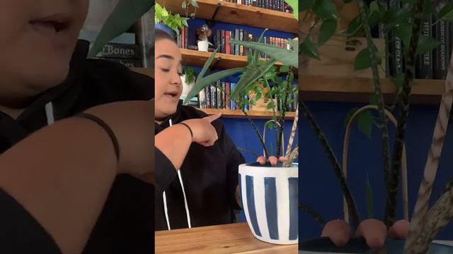 Alocasia tigrina plant talk tuesday смотреть онлайн