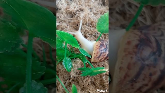 Улитка на листике. смотреть онлайн
