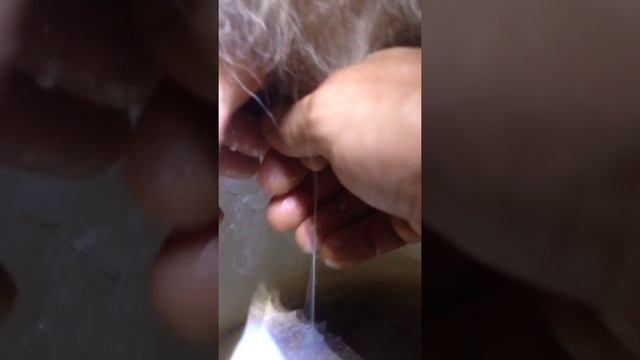 Дойка якутской коровы смотреть онлайн