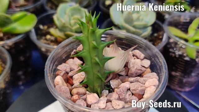 Huernia Keniensis - Гуэрния Кенийская. смотреть онлайн