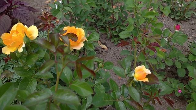 Роза Амбер Квин ! смотреть онлайн