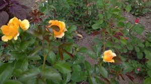 Роза Амбер Квин !