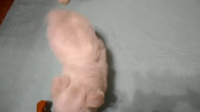 щенки мальтезе 40 дн смотреть онлайн