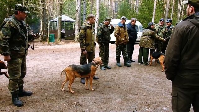 Испытания Белорусского гончака по кабану смотреть онлайн