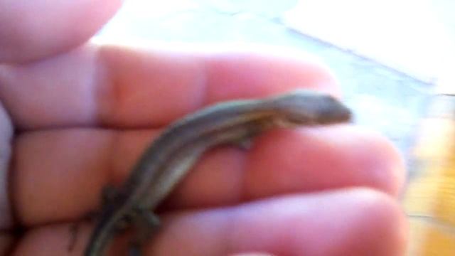 Мини гикон на море смотреть онлайн