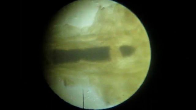 Экологические Загадки