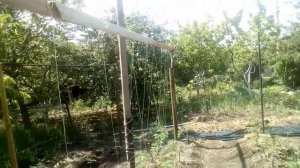 Затеняющая сетка на томатах в открытом грунте