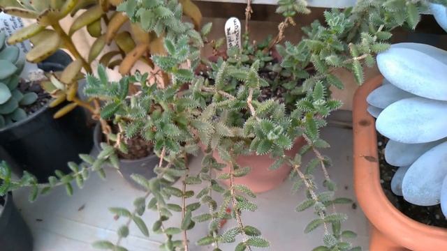 Mostrando a #COLEÇÃO e #DELOSPERMA echinatum /Simone Felic. смотреть онлайн