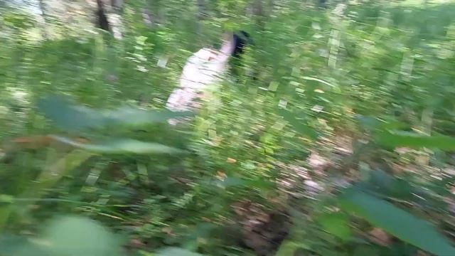 В лесу смотреть онлайн