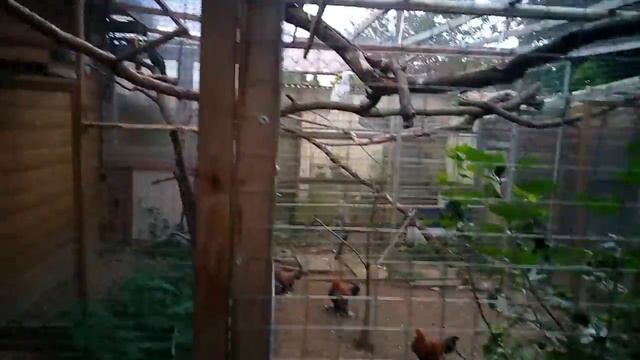 Путешествие Берлин-Швейцария у друга на даче попугаи смотреть онлайн