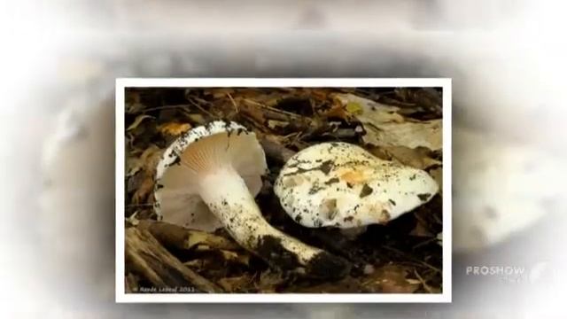 Hygrophorus sordidus - fungi kingdom смотреть онлайн